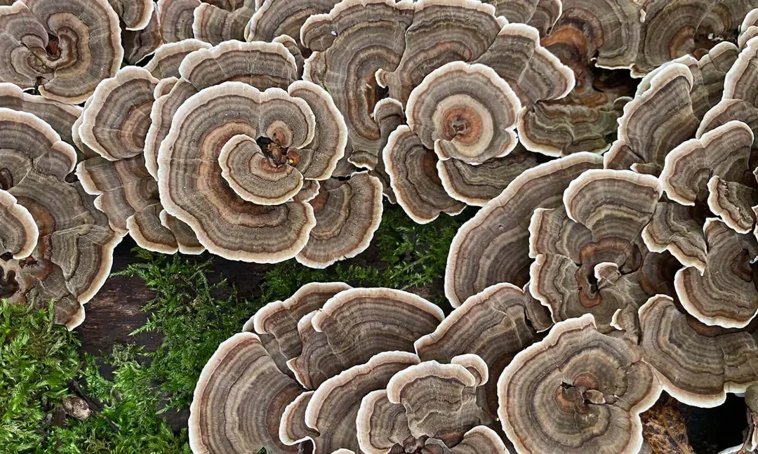 turkey tail mushroom