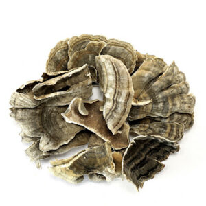 Turkey Tail Mushroom